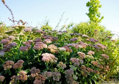 Balsamini Giardinieri - Giardini (1)