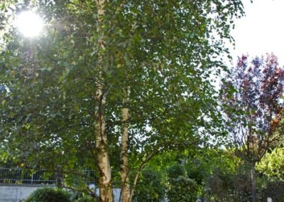 Balsamini Giardinieri - Giardini (17)
