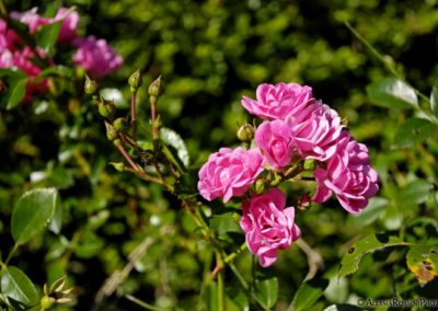 Balsamini Giardinieri - Giardini (2)
