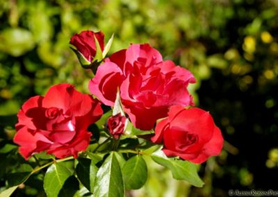 Balsamini Giardinieri - Giardini (3)