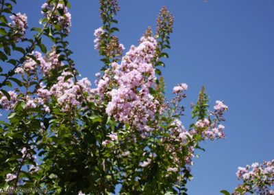 Balsamini Giardinieri - Giardini (32)