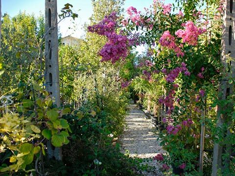 Balsamini-giardinieri-Vivaio-fiorni-e-piante